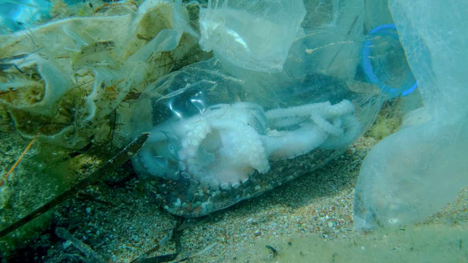 Dead octopus inside a plastic bottle on the seabed among plastic bags and other garbage. COVID-19 is contributing to pollution, as discarded used masks clutter polluting sea bottom along with plastic trash.