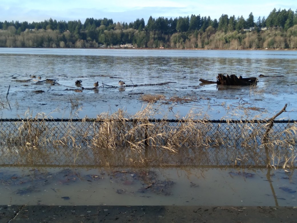 This is a view of Capitol Lake in Olympia on Sat., Jan. 8, 2022 showing the effects of flooding there. In the right foreground is a tree stump or log that traveled north from the Deschutes River.