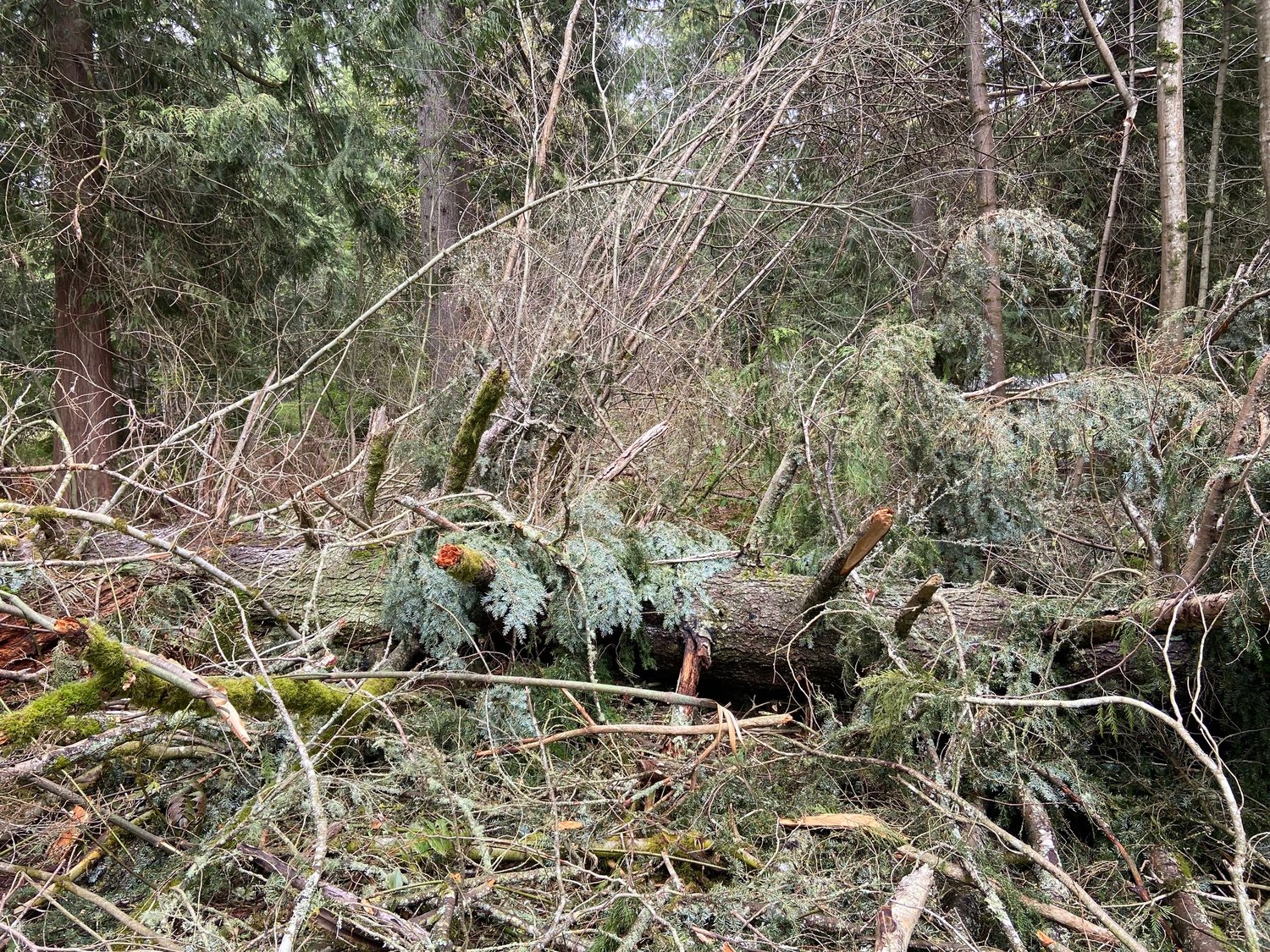 This is part of what fell from the top of the 250-foot-tall cedar tree.