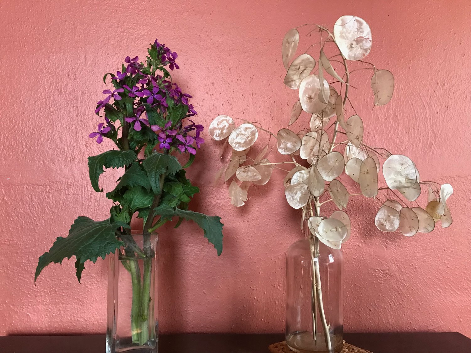 On the left, Lunaria flowers, now in bloom; on the right, their decorative dried seed cases from last fall. They are named for their resemblance to the moon, but also called money plant for their resemblance to silver dollars.