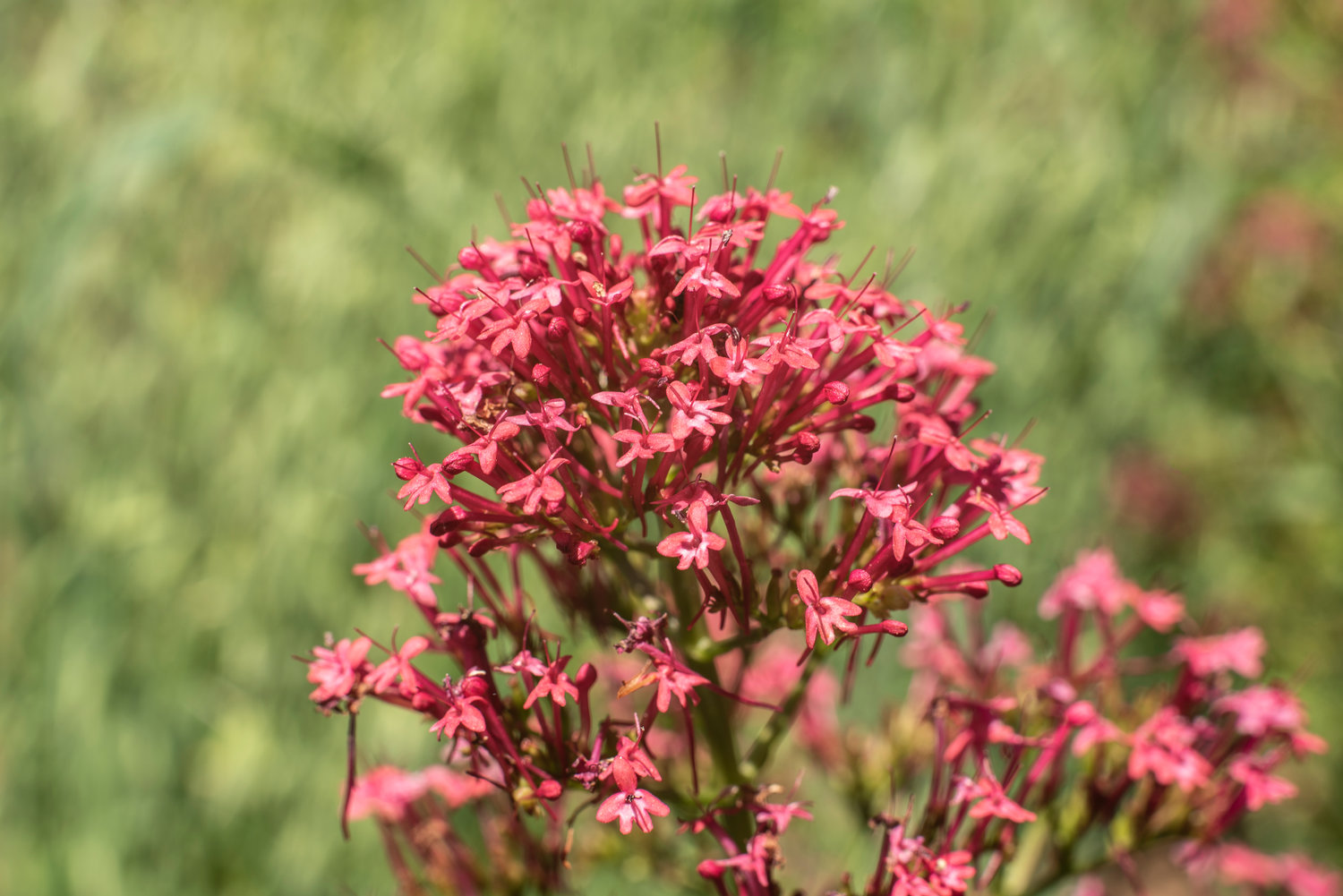 These are the tiny red blossoms at the inflorescence of a red valerian flower, also known as Jupiter's Beard and other names.