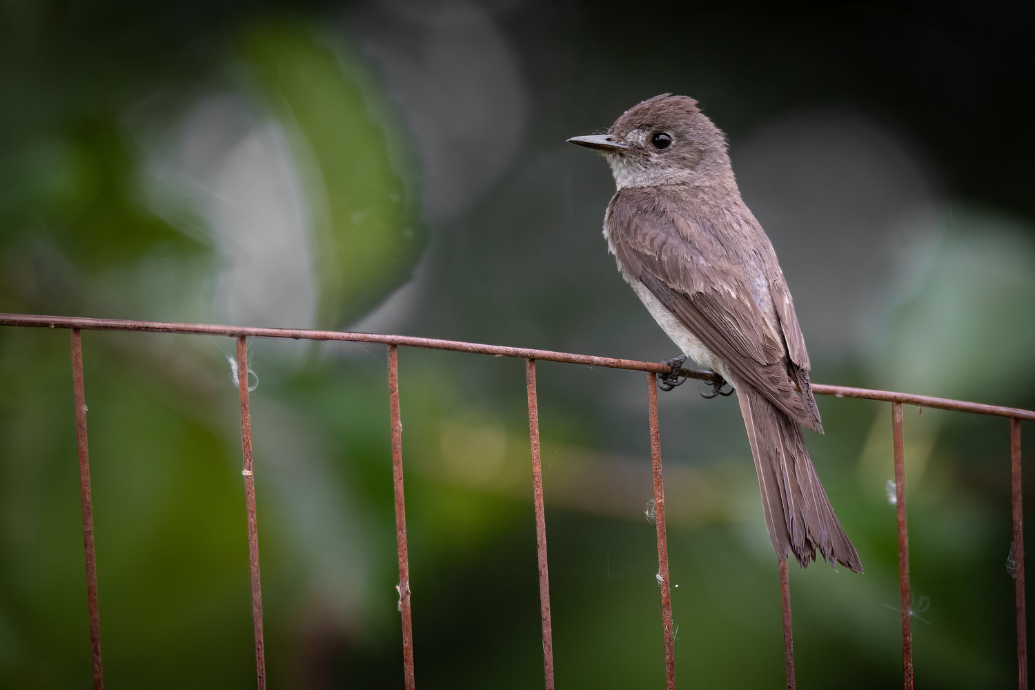 This is the Western Wood-Pewee Flycatcher.