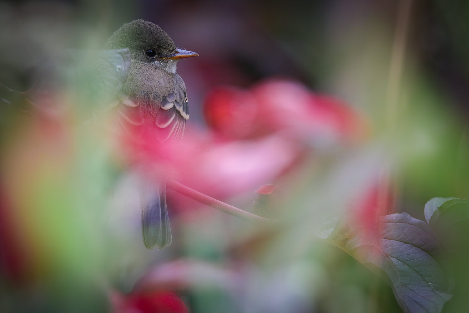 This Willow Flycatcher tried to hide from Liam's camera.