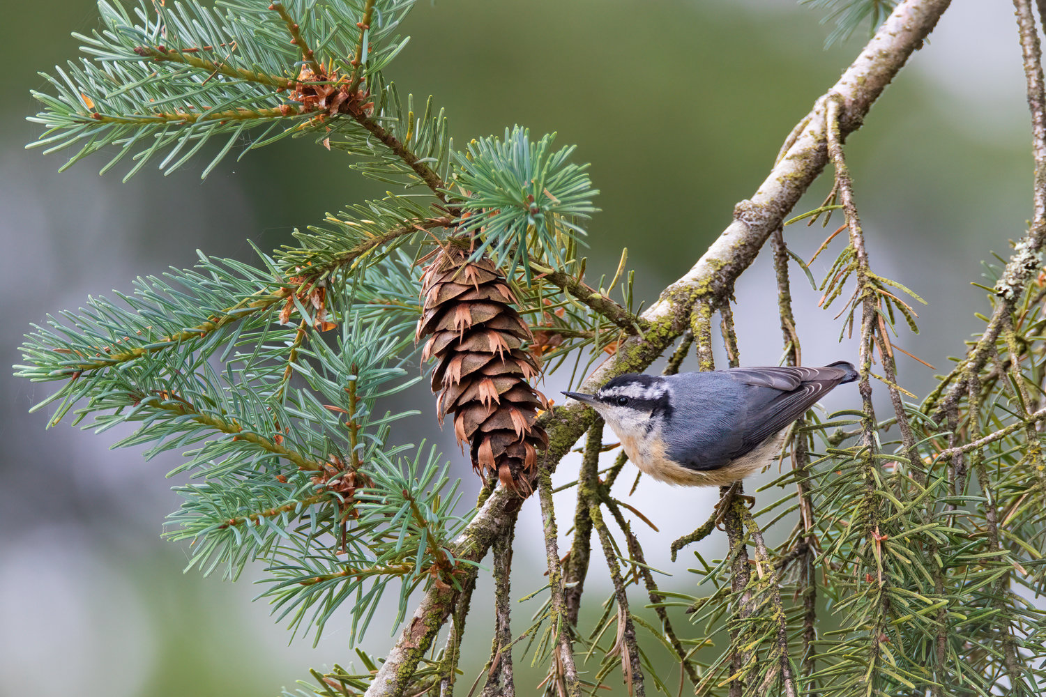 This is Red-breasted Nuthatch.