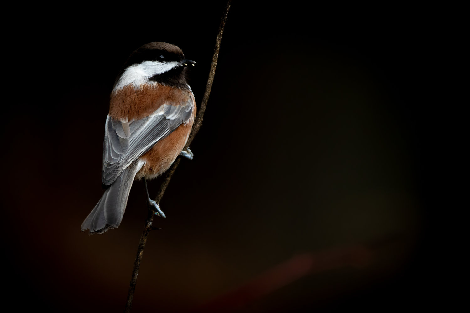 This is the Chestnut-backed Chickadee.