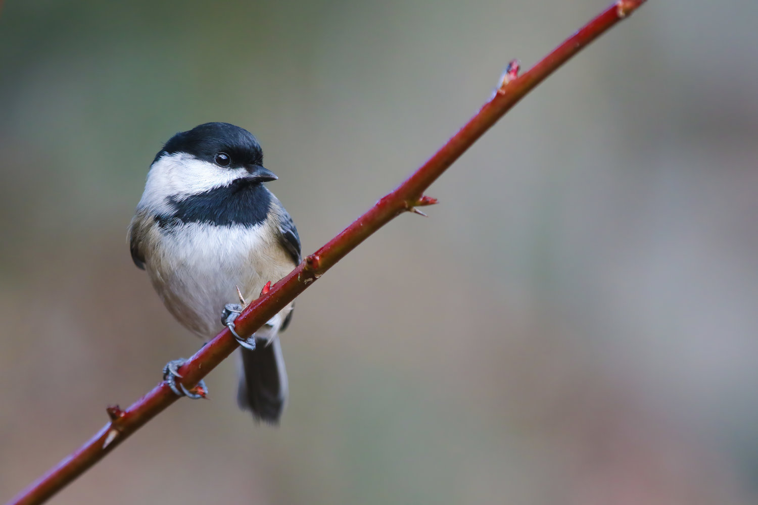 This is the Black-capped Chickadee.