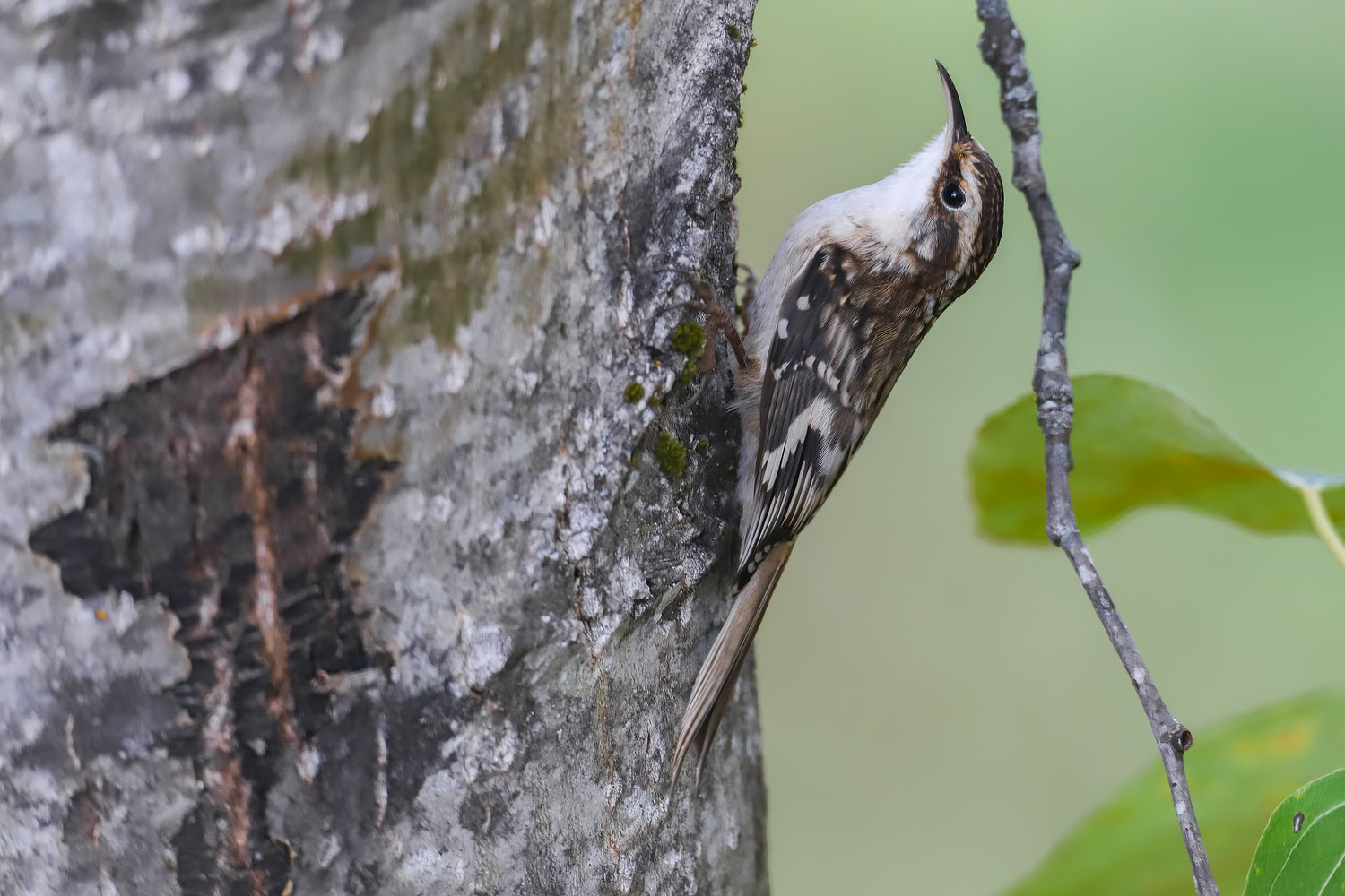 This is the Brown Creeper. No, the photo is not turned sideways; the bird is clinging to the tree.