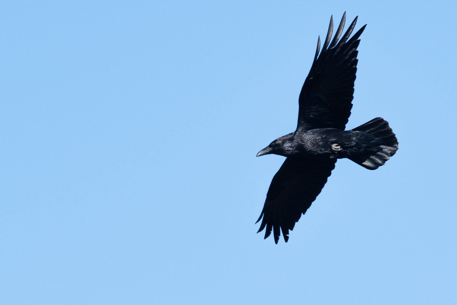 Common Black Raven. Note the diamond-shaped tail, which distinguishes it from the American Crow.