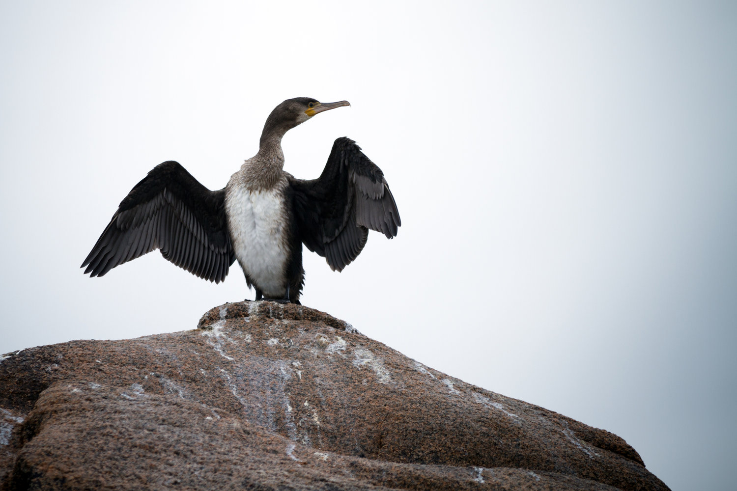 This juvenile Double-crested Cormorant is spreading its wings so it can dry off.