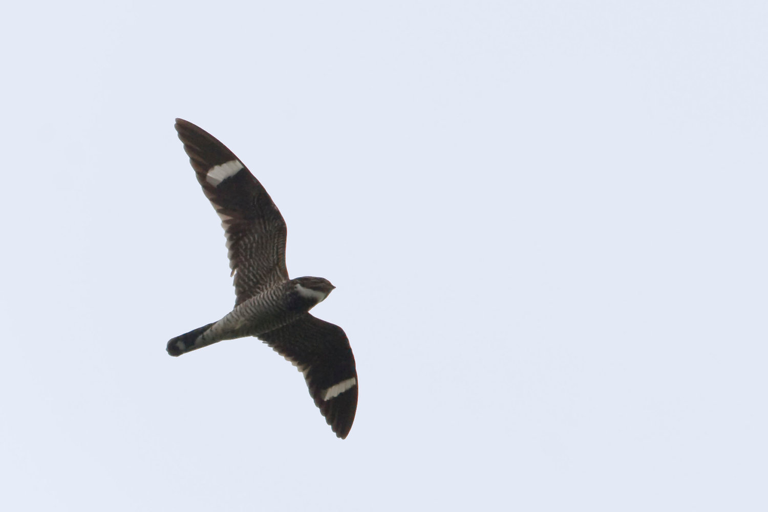 This is a male Common Nighthawk, Chordeiles minor, flying at dusk.