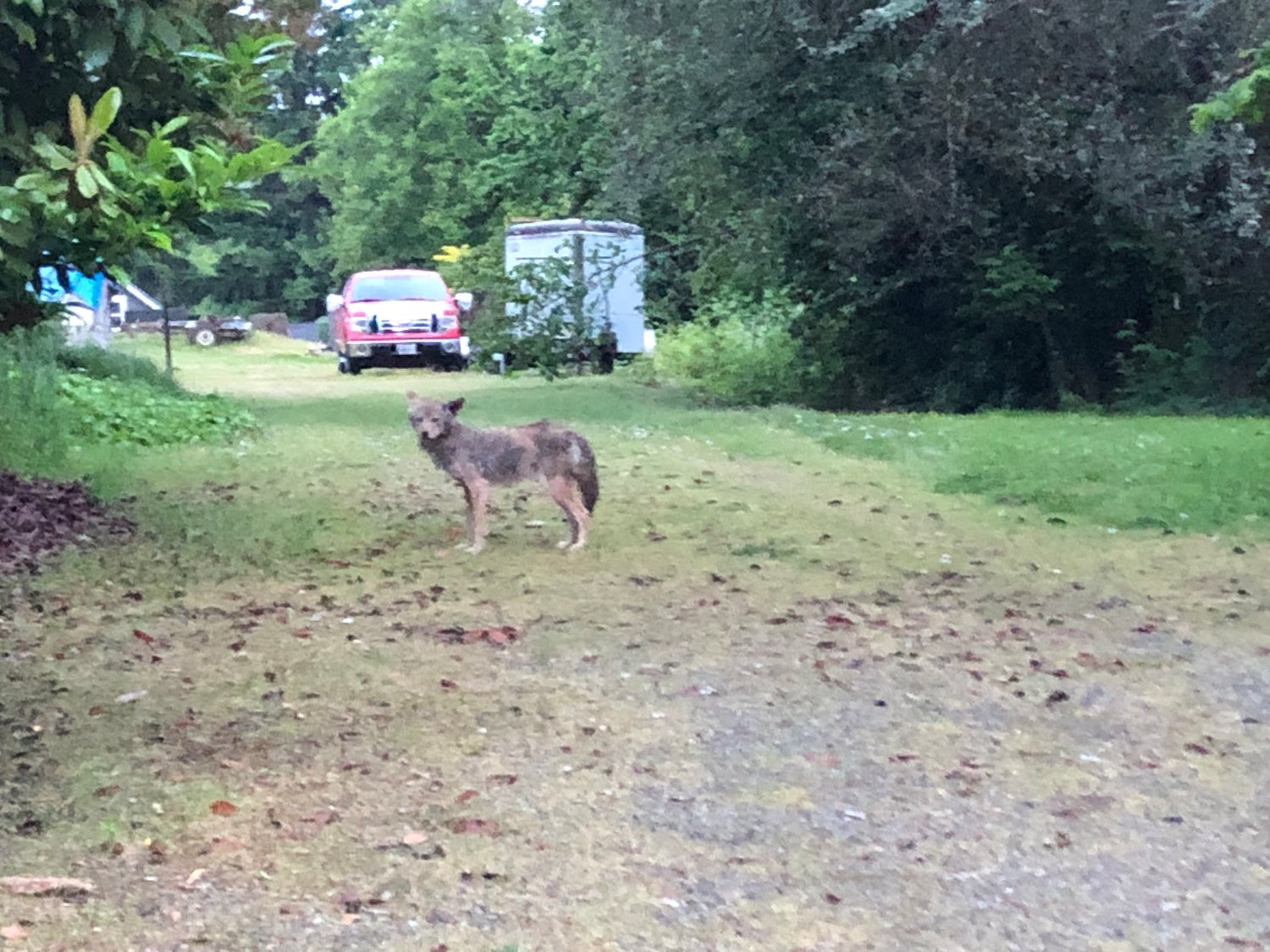 Apparently unafraid of a driver in a car, this coyote, was photographed from a distance of approximately 30 feet on June 15, 2022 in Olympia's Eastside neighborhood.