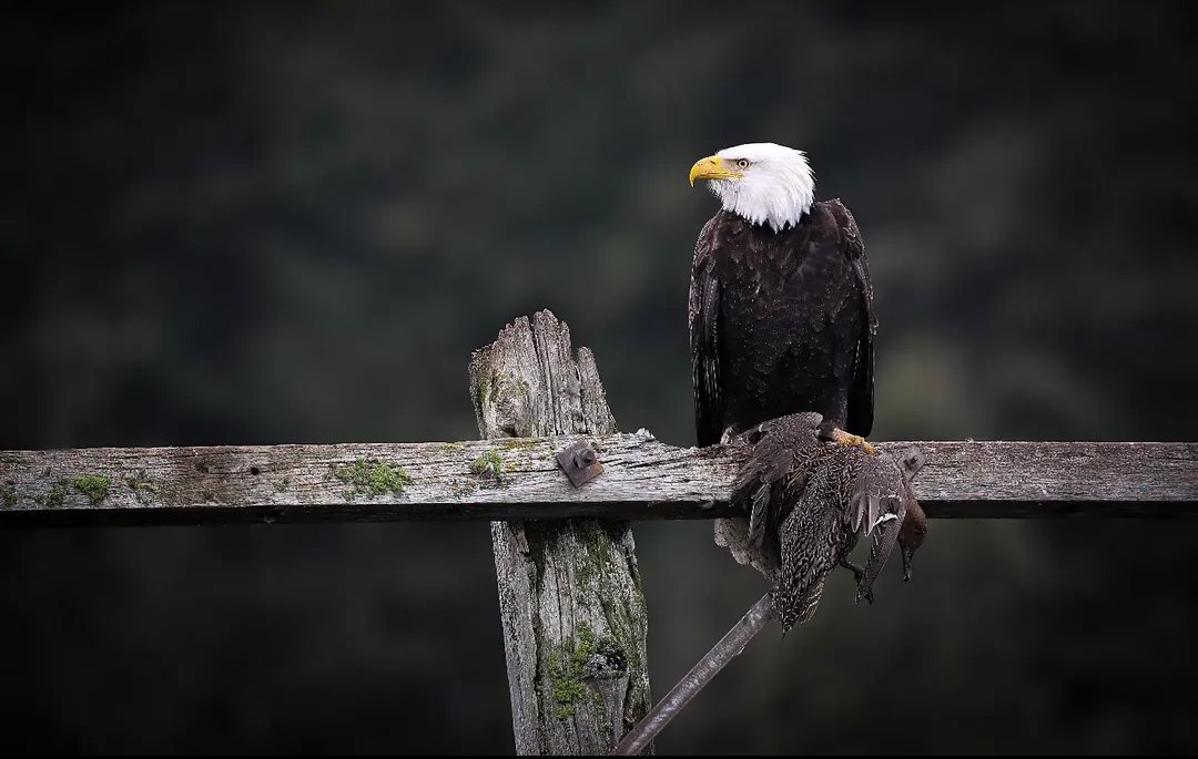 This Bald Eagle is resting with his prey, an unlucky duck.
