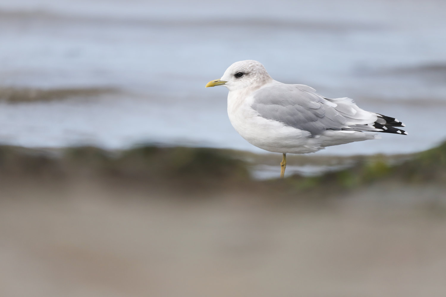 This is the Short-billed Gull, showing its smaller and finer bill.