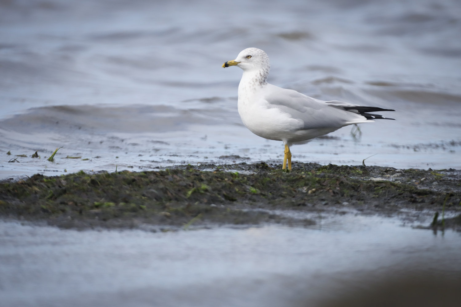 This is the Ring-billed Gull; it's easy to see how it gets its name.