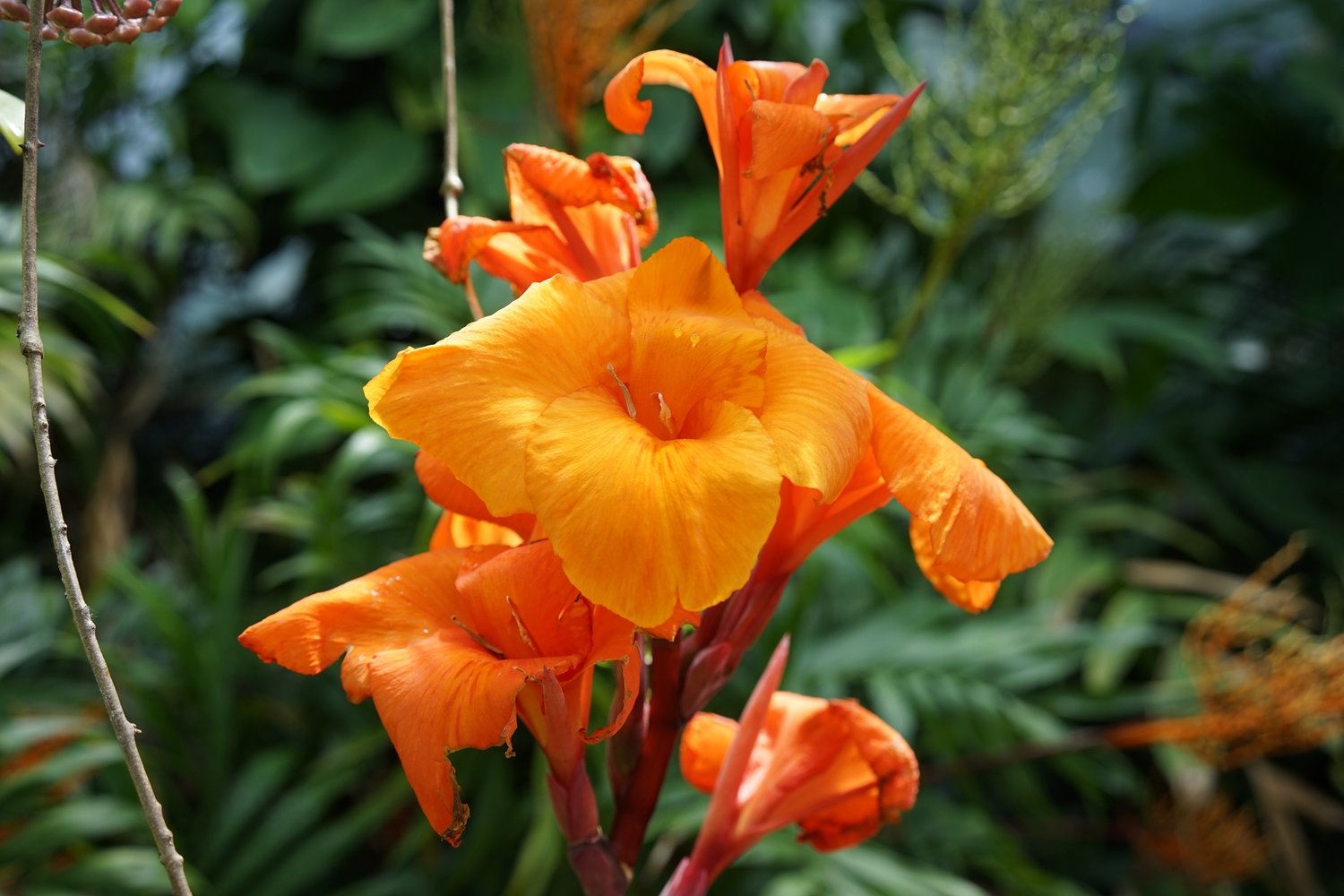 A closeup shot of a bundle of Canna Lilies in a garden full of plants on a cloudy day.
