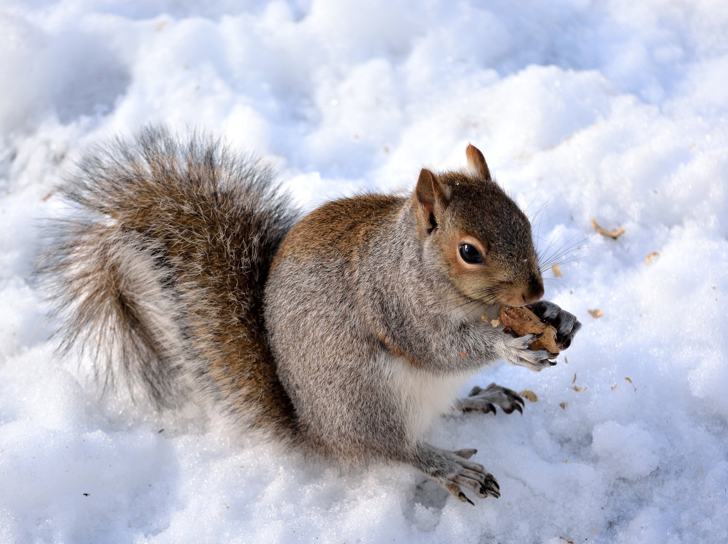 Grey Squirrel standing on the snow eating a nut.