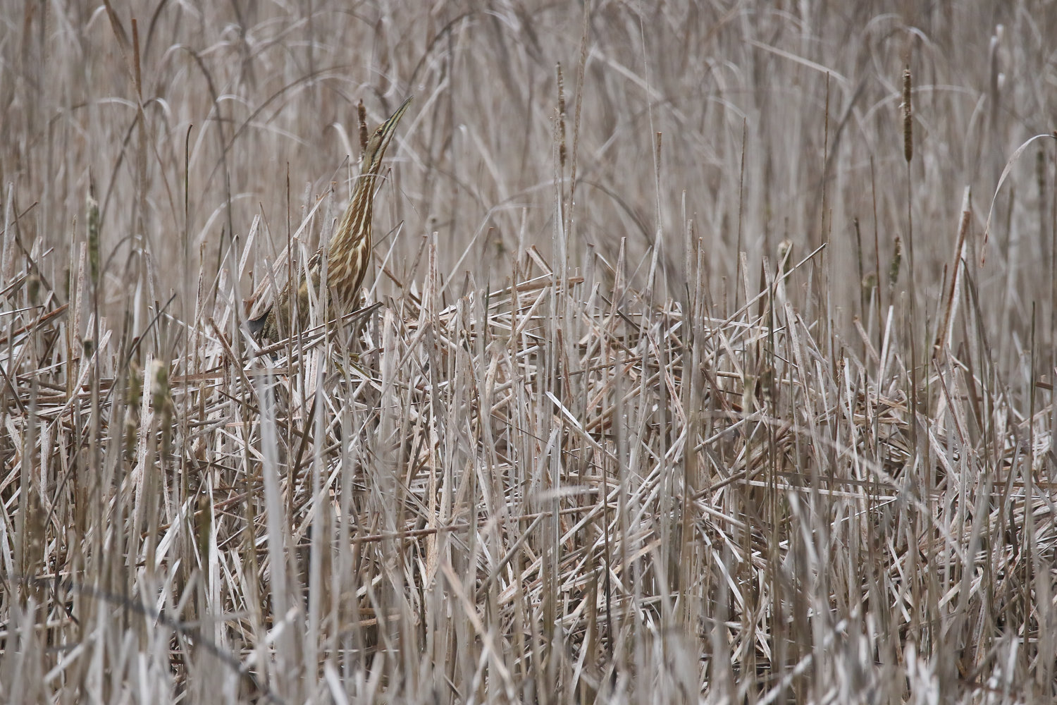 The American Bittern, with its brown and white vertical stripes, hides in the reeds waiting for its prey to come close.