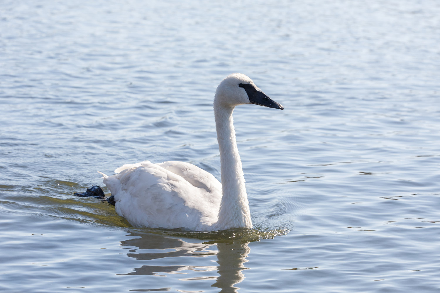 Trumpeter swan swimming on a pond.