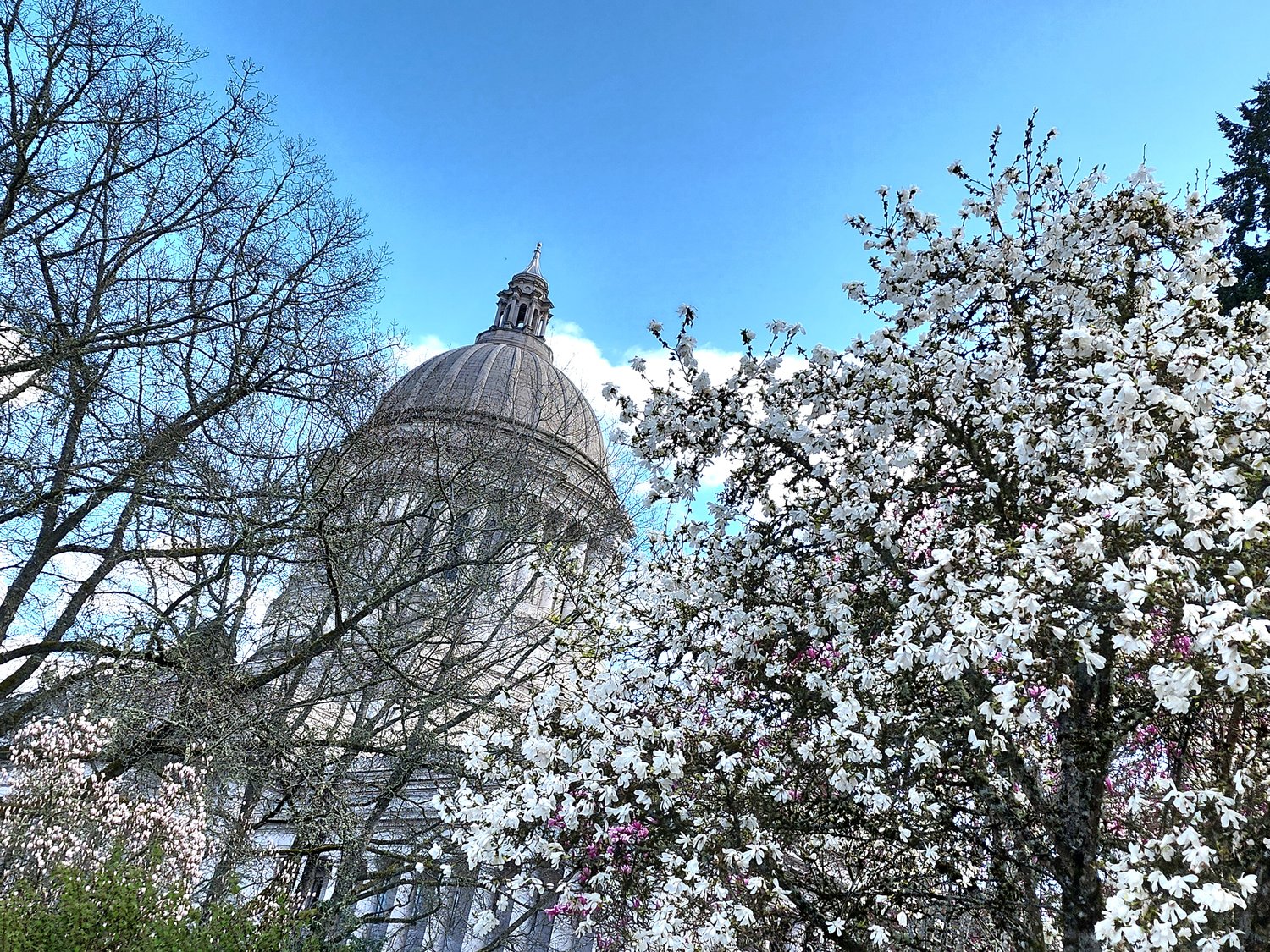 Capitol dome with cherry blossoms.