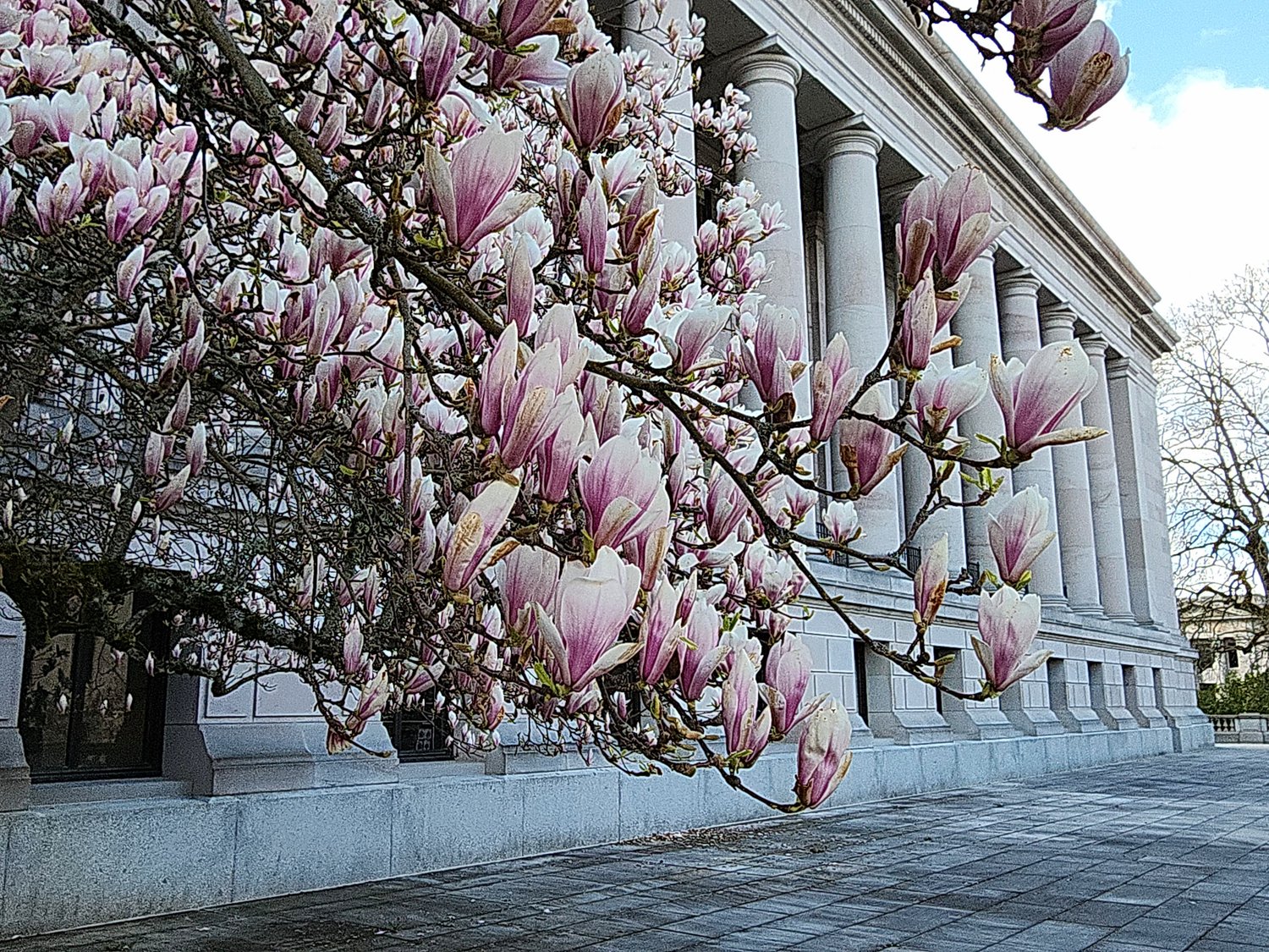 Saucer Magnolia at the State capitol building.