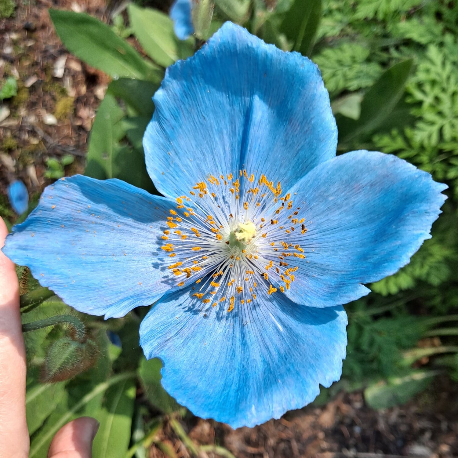 A view of a Himalayan blue poppy from above.