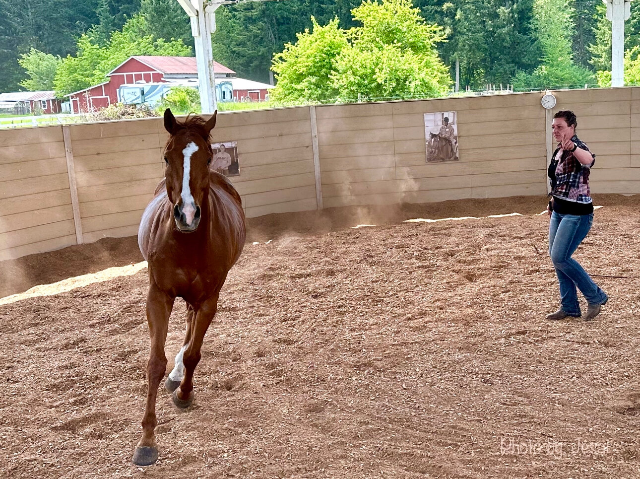 Caitlin Salvestrin demonstrates round penning with Copper. In this amazing interaction, the human instructs the horse simply with voice and subtle body movements to stop, start, change directions, go fast or slow, May 24, 2023.
