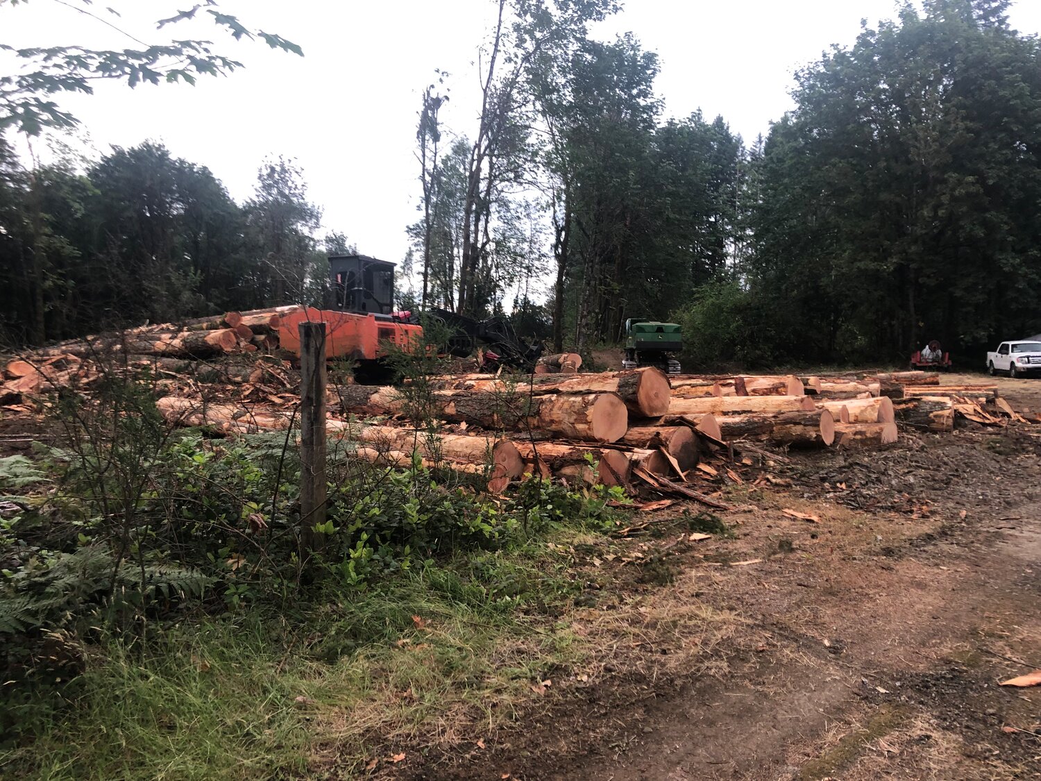 Logging in June 2022 and subsequent clearing of this previously forested area in Olympia made room for Scotch Broom, an invasive plant species. Photo taken June 5, 2022.