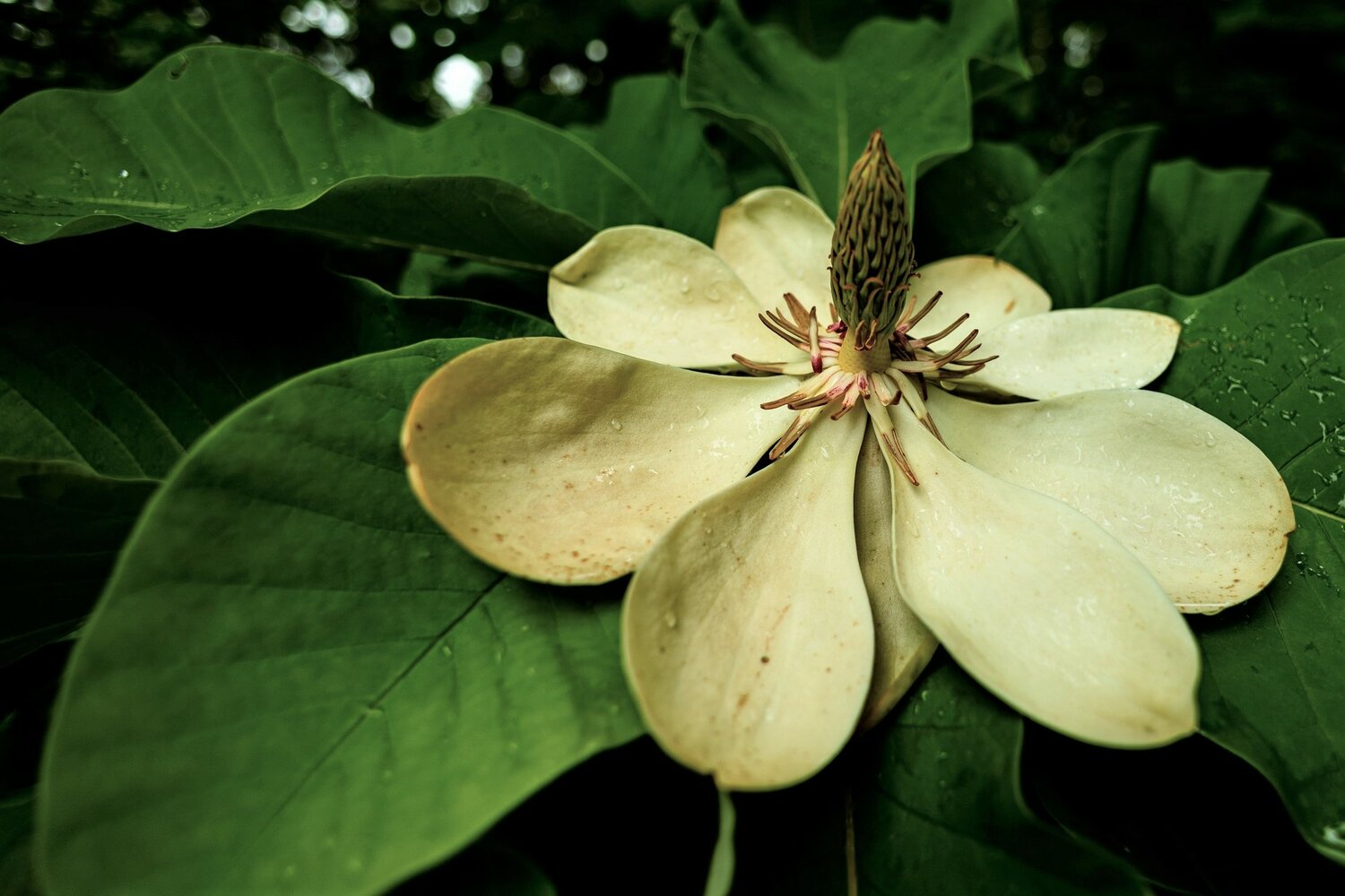 A closeup of a Japanese Bigleaf Magnolia tree (Magnolia obovata) in bloom.