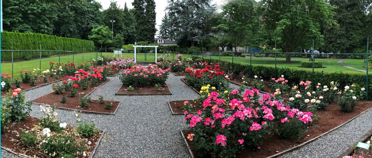 In bloom for the 30th anniversary of the Centennial Rose Garden.
