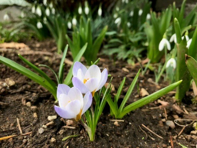 Species like crocus are another reason to grow flowers; they are smaller and more delicate than their hybridized cousins.